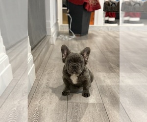 French Bulldog Puppy for sale in LAS VEGAS, NV, USA