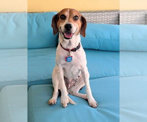 Beagle Dogs for adoption in Tampa, FL, USA