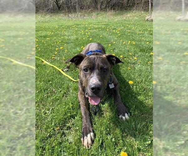 Medium Photo #3 Mutt Puppy For Sale in London, Ontario, Canada