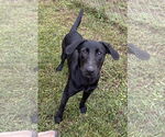 Small #2 Mutt