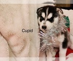 Small Photo #25 Siberian Husky Puppy For Sale in WASHBURN, WI, USA