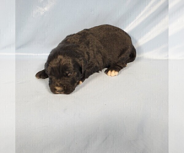 Medium Photo #59 Golden Mountain Dog Puppy For Sale in BLACK FOREST, CO, USA