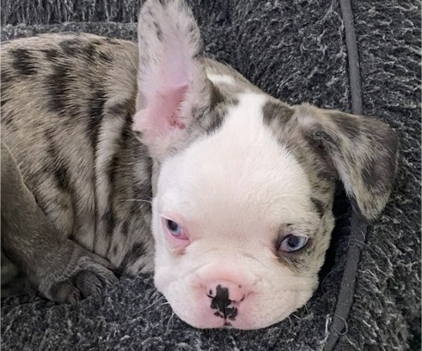 Medium Photo #9 French Bulldog Puppy For Sale in KENDALL PARK, NJ, USA