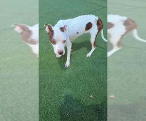Boxer-Unknown Mix Dogs for adoption in New York, NY, USA