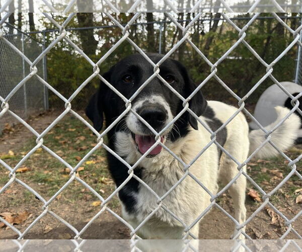 Medium Photo #5 Border Collie-Unknown Mix Puppy For Sale in Hinton, WV, USA
