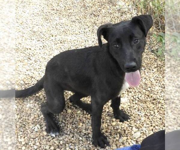 Medium Photo #4 Mutt Puppy For Sale in Anniston, AL, USA