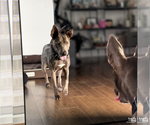 Small #9 Labrador Retriever Mix