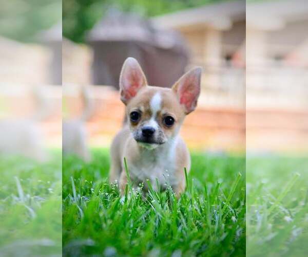 Medium Photo #1 Chihuahua Puppy For Sale in KERNERSVILLE, NC, USA