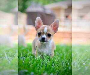 Chihuahua Puppy for Sale in KERNERSVILLE, North Carolina USA