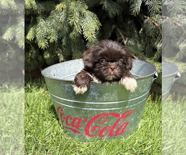 Medium Photo #3 Shih Tzu Puppy For Sale in MIDDLEBURY, IN, USA