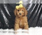 Puppy Marvel F1B Cavapoo