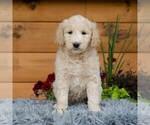 Small #5 Goldendoodle
