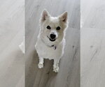 Small #1 American Eskimo Dog