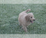 Small Photo #7 Goldendoodle Puppy For Sale in MEMPHIS, MO, USA
