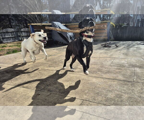 Medium Photo #7 Plott Hound-Unknown Mix Puppy For Sale in Holly Springs, NC, USA