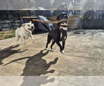 Small #6 Plott Hound Mix