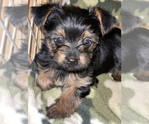 Medium Photo #1 Yorkshire Terrier Puppy For Sale in CLEVELAND, TN, USA