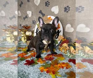 French Bulldog Puppy for sale in BOSTON, MA, USA