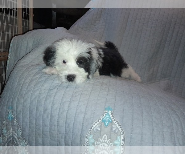 Medium Photo #3 Sheepadoodle Puppy For Sale in TAYLOR, MI, USA