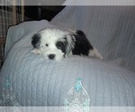 Small Photo #3 Sheepadoodle Puppy For Sale in TAYLOR, MI, USA