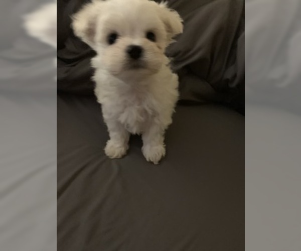 Medium Photo #3 Maltese Puppy For Sale in LEXINGTON, KY, USA