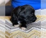 Small Photo #10 Goldendoodle Puppy For Sale in DANIELSVILLE, GA, USA