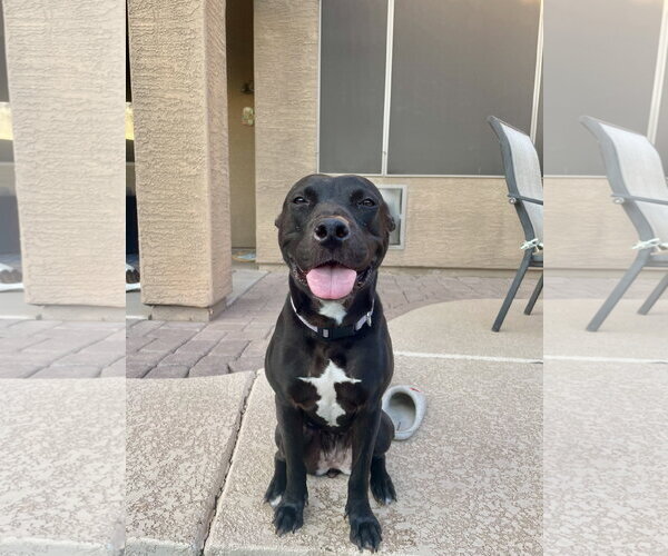 Medium Photo #1 American Pit Bull Terrier-Unknown Mix Puppy For Sale in Chandler, AZ, USA