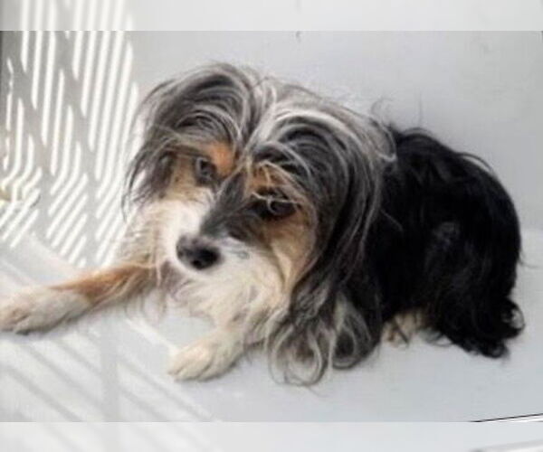 Medium Photo #3 Mutt Puppy For Sale in Houston, TX, USA