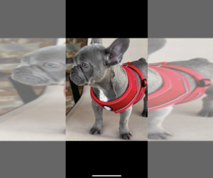French Bulldog Puppy for sale in MOUNT PLEASANT, MI, USA