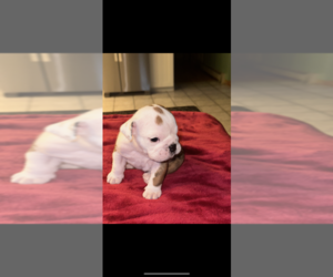 English Bulldog Puppy for sale in SANFORD, ME, USA