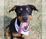 Small Doberman Pinscher Mix