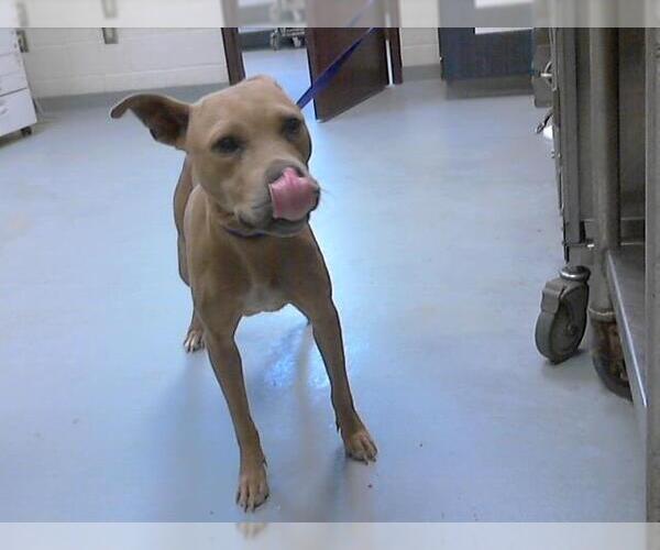 Medium Photo #1 American Pit Bull Terrier-Unknown Mix Puppy For Sale in Fayetteville, NC, USA
