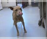 Small American Pit Bull Terrier Mix