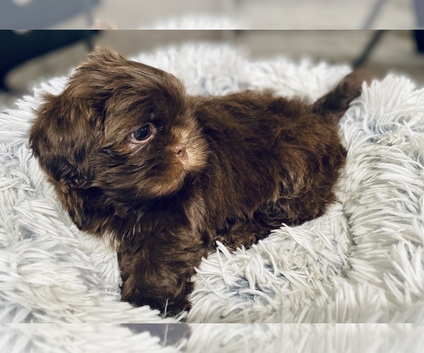 Medium Photo #3 Shih Tzu Puppy For Sale in MESA, AZ, USA
