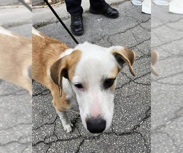 Medium Photo #1 American Staffordshire Terrier-Unknown Mix Puppy For Sale in San Antonio, TX, USA
