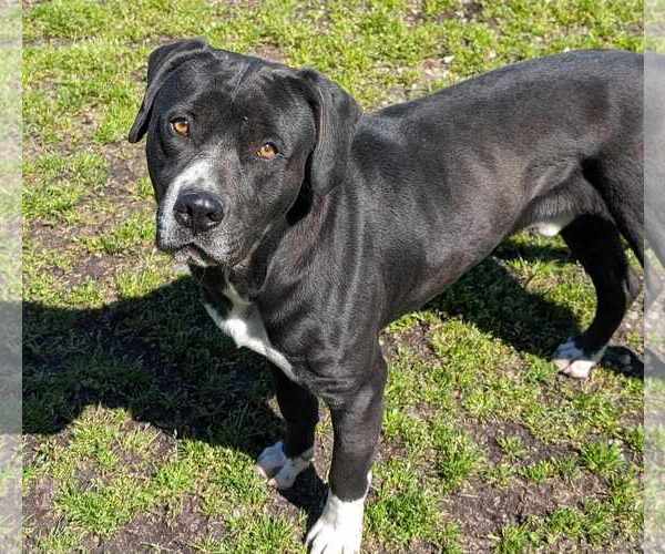 Medium Photo #4 Boxador Puppy For Sale in Anniston, AL, USA