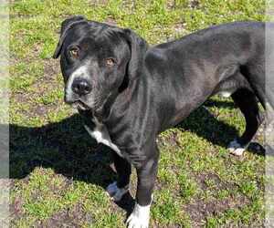 Bruce - Male Boxador Dog for Adoption - Photo #3