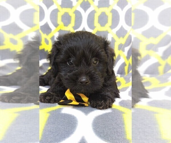 Medium Photo #6 Poodle (Toy)-Yorkshire Terrier Mix Puppy For Sale in LANCASTER, PA, USA