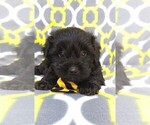 Small Photo #6 Poodle (Toy)-Yorkshire Terrier Mix Puppy For Sale in LANCASTER, PA, USA