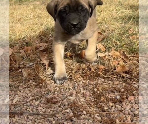 Medium Photo #2 Mastiff Puppy For Sale in KERSEY, CO, USA