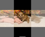 Small #6 Pomeranian
