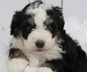 Bernedoodle Puppy for sale in HUNTINGTON, MA, USA