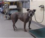 Small American Pit Bull Terrier