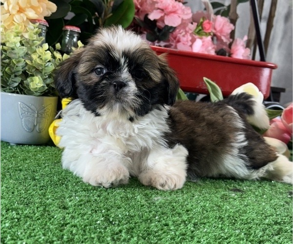 Medium Photo #4 Shih Tzu Puppy For Sale in CANOGA, NY, USA