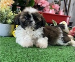 Small #3 Shih Tzu