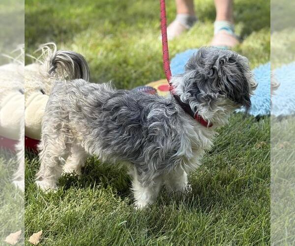 Medium Photo #2 Mal-Shi Puppy For Sale in Yardley, PA, USA
