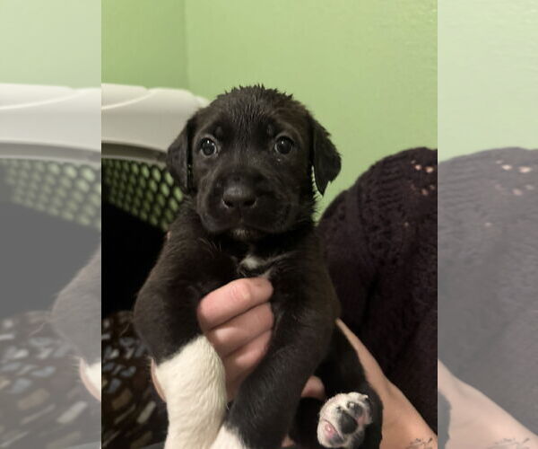 Medium Photo #1 Mutt Puppy For Sale in Fort Collins, CO, USA