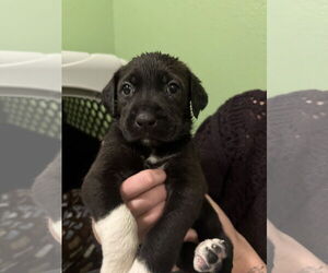 Mutt Dogs for adoption in Fort Collins, CO, USA