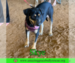 Small #2 Coonhound Mix