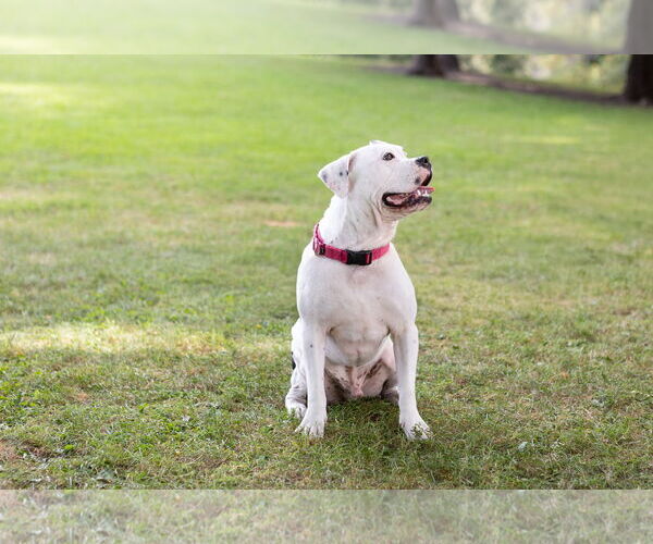 Medium Photo #12 American Pit Bull Terrier-Unknown Mix Puppy For Sale in Crete, IL, USA